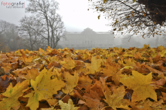 Das Herzogliche Museum im herbstlichen Nebegewand