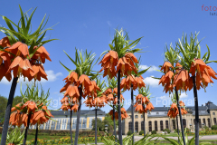 Blütenpracht in Gothas Orangerie