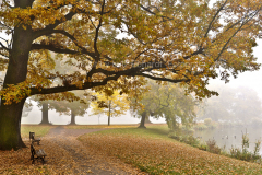 Gothaer Stadtpark im Herbstnebel