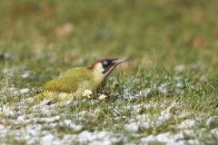 Grünspecht im Gothaer Schlosspark auf Futtersuche