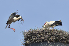 Auf dem Schornstein der "Alten Mälzerei" in Wechmar: Baustofftransport für Sanierungsarbeiten des Quartiers der Familie Storch