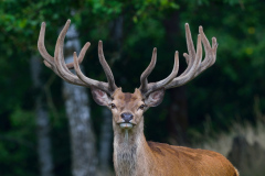 Bestaunt: 16-Ender im Tambacher Wildgehege