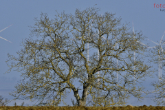 Dieser schon in die Jahre gekommene hölzerne Geselle auf den Feldern von Neufrankenroda streckt seine Äste und Zweige wie ein grafisches Kunstwerk in den blauen Himmel. Sicher auch mit einem Hauch Sehnsucht nach Frühling.