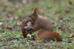 Umsorgter Nachwuchs bei den Eichhörnchen