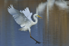 Silberreiher beim Landeanflug