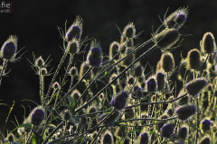 Stachelig:  Wilde Karde im Gegenlicht...