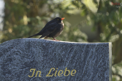 der Gothaer Hauptfriedhof- für Tiere das Paradies auf Erden